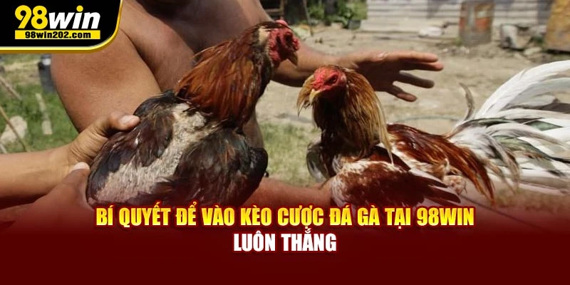 Bí quyết để vào kèo cược đá gà luôn thắng của dân chuyên