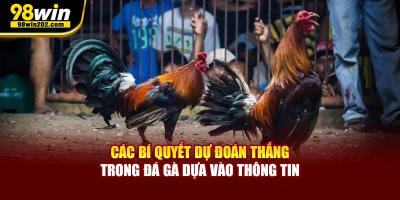 Các bí quyết dự đoán thắng trong đá gà dựa vào thông tin
