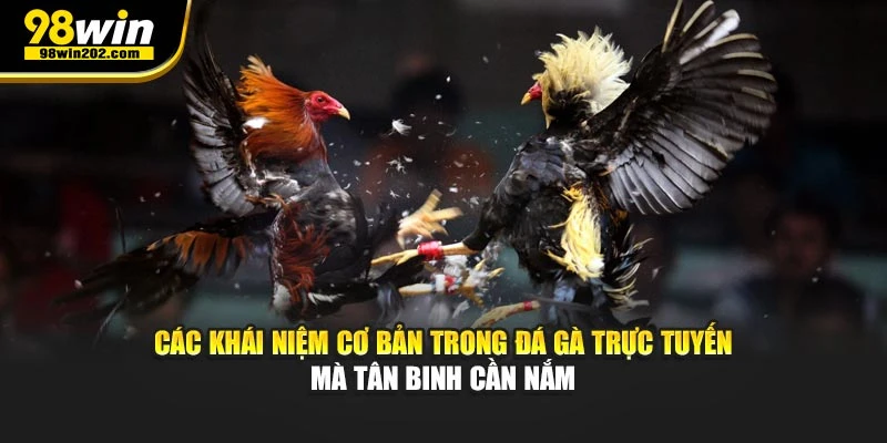Các khái niệm cơ bản trong đá gà trực tuyến mà tân binh cần nắm