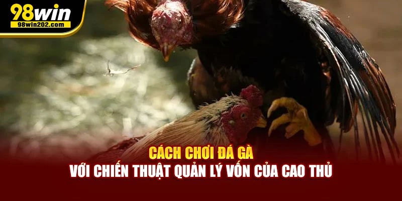 Cách chơi đá gà với chiến thuật quản lý vốn của cao thủ