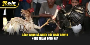Cách Chọn Gà Chiến Tốt Nhất 98Win Nghệ Thuật Đánh Giá