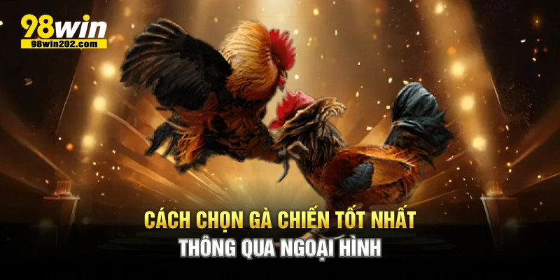 Cách chọn gà chiến tốt nhất thông qua ngoại hình