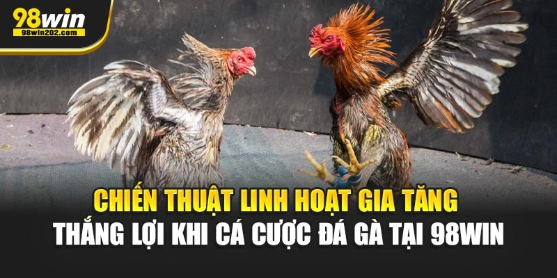 Chiến thuật linh hoạt gia tăng thắng lợi khi cá cược đá gà tại 98WIN