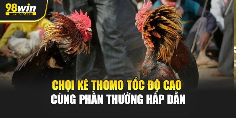 Chọi kê thomo tốc độ cao cùng phần thưởng hấp dẫn