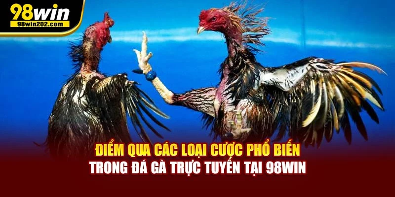 Điểm qua các loại cược phổ biến trong đá gà trực tuyến