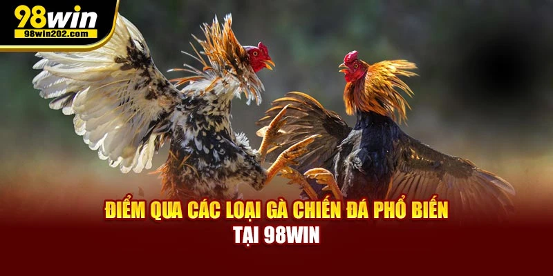 Điểm qua các loại gà chiến đá phổ biến nhất hiện nay