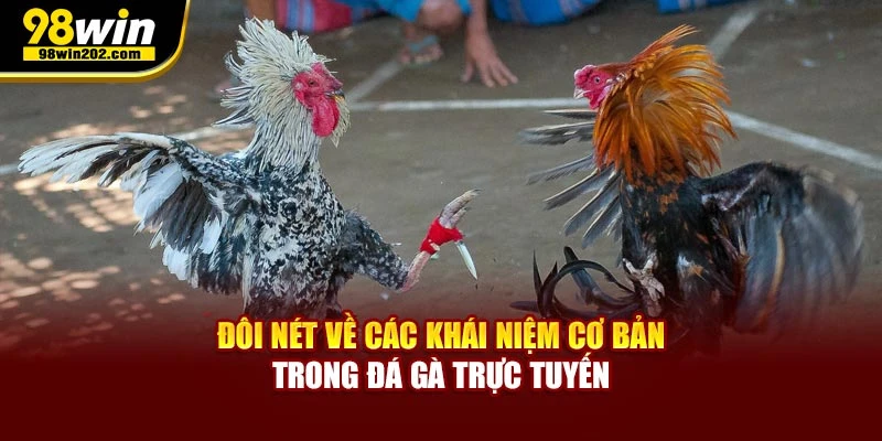 Đôi nét về các khái niệm cơ bản trong đá gà trực tuyến