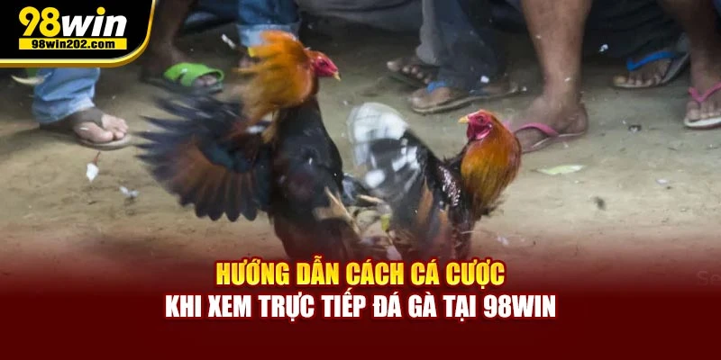 Hướng dẫn cách cá cược khi xem trực tiếp đá gà cho người mới