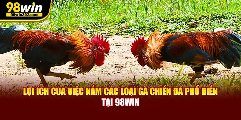 Lợi ích của việc nắm các loại gà chiến đá phổ biến nhất