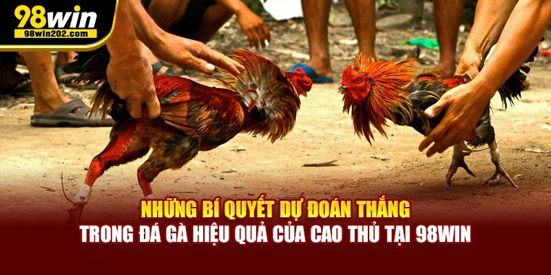 Những bí quyết dự đoán thắng trong đá gà hiệu quả của cao thủ