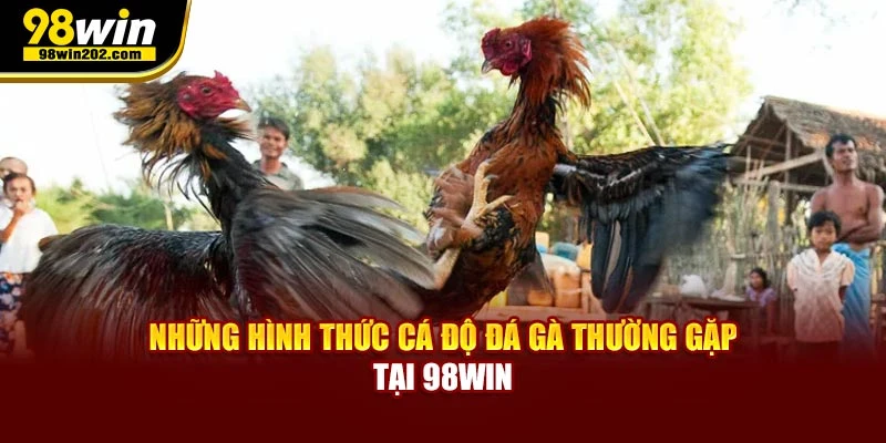 Những hình thức cá độ đá gà thường gặp mà tân thủ cần nắm