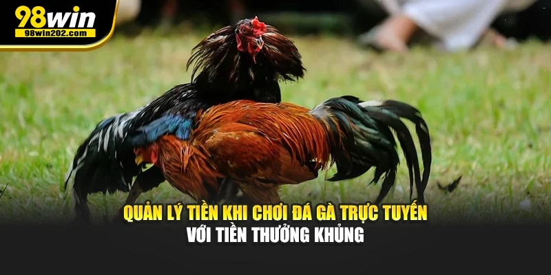 Quản lý tiền khi chơi đá gà trực tuyến với tiền thưởng khủng