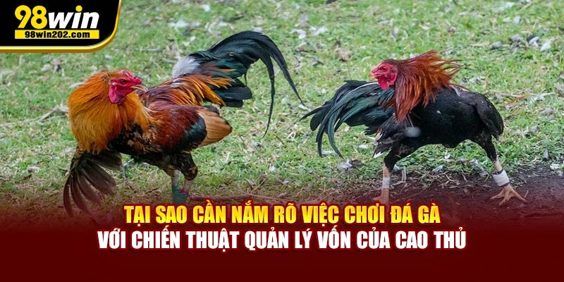 Tại sao cần nắm rõ việc chơi đá gà với chiến thuật quản lý vốn của cao thủ