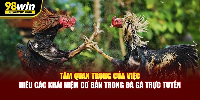 Tầm quan trọng của việc hiểu các khái niệm cơ bản trong đá gà trực tuyến