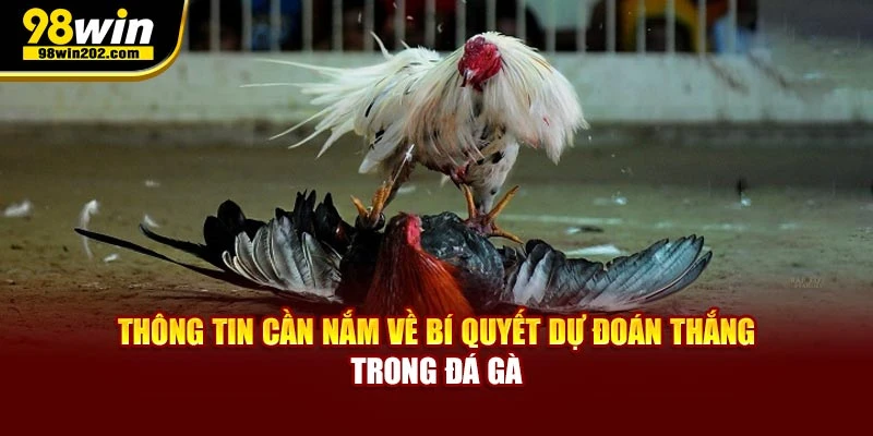 Thông tin cần nắm về bí quyết dự đoán thắng trong đá gà