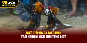 trực tiếp đá gà