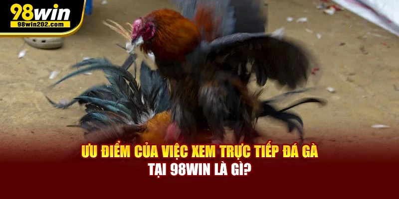 Ưu điểm của việc xem trực tiếp đá gà là gì?