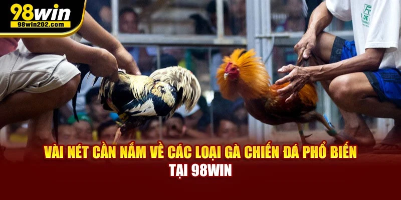 Vài nét cần nắm về các loại gà chiến đá phổ biến hiện nay