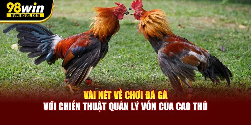 Vài nét về chơi đá gà với chiến thuật quản lý vốn của cao thủ