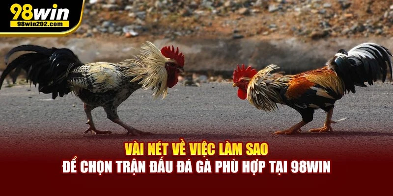 Vài nét về việc làm sao để chọn trận đấu đá gà phù hợp